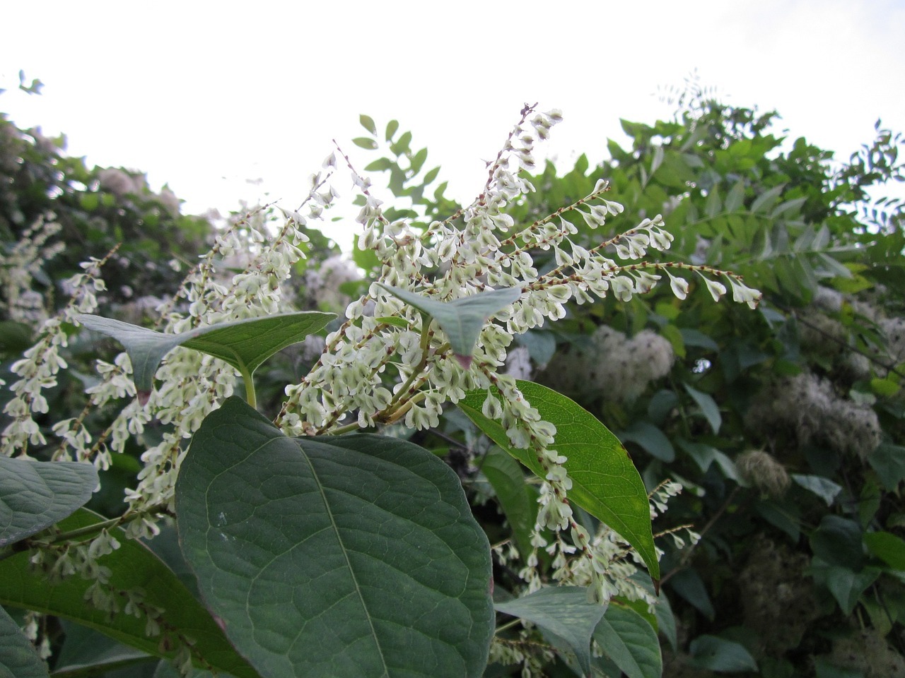 fallopia japonica, japanese knotweed, wildflower-844620.jpg